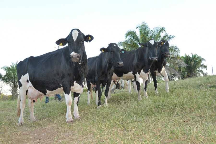 Nova edição da RondoLEITE será realizada na 10ª Rondônia Rural Show Internacional