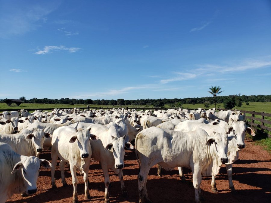 Perdas Gestacionais em Rebanhos de Corte em Rondônia - Relato de Caso