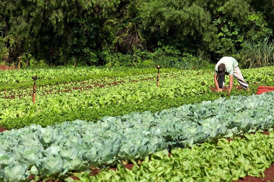 Projeto estende Garantia-Safra a produtores de hortaliças