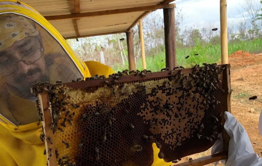 Cadastro de criadores de abelhas busca fortalecer cadeia do mel em Rondônia