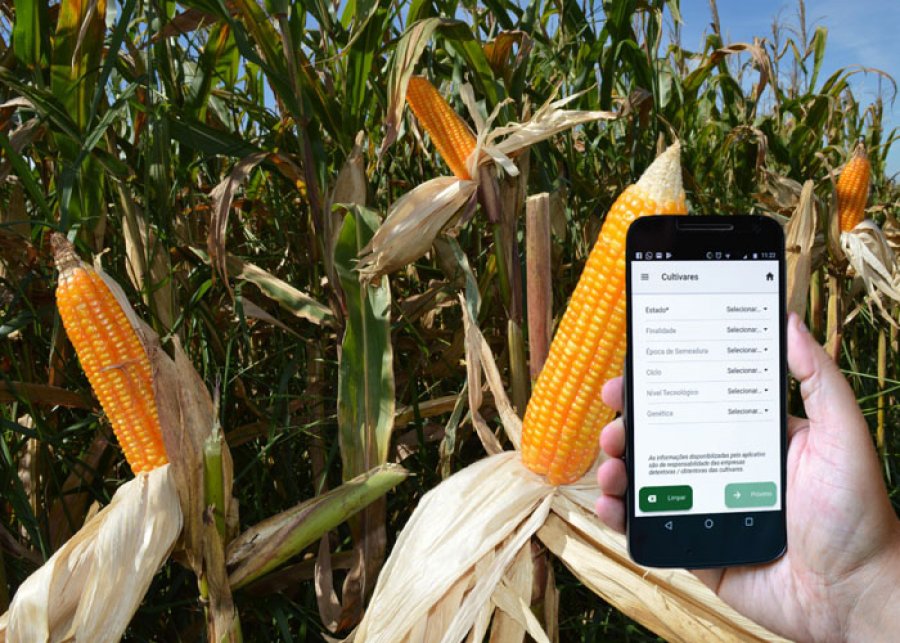 Aplicativo ajuda agricultor a escolher as cultivares de milho mais adequadas
