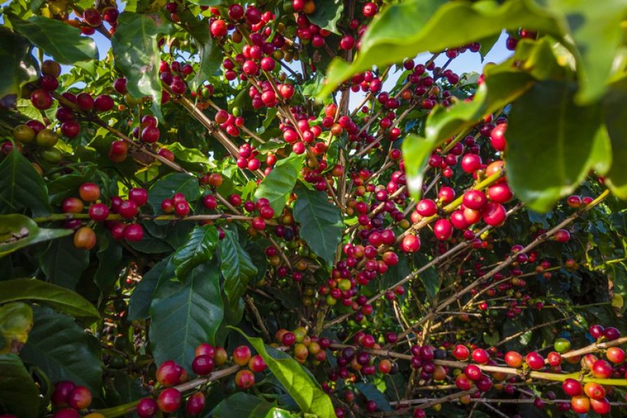 Primeiro levantamento da safra 2023 de café indica uma produção de 54,94 milhões de sacas