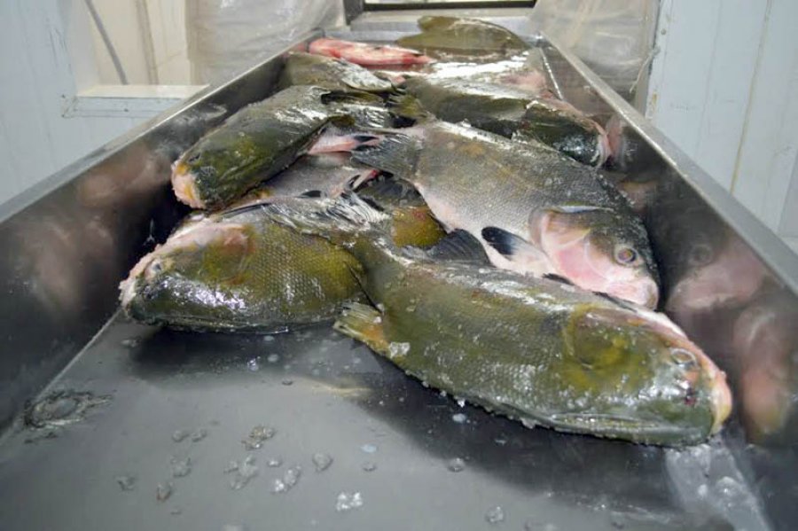 Industrialização coloca Rondônia na rota dos novos mercados para o peixe, segundo minstro