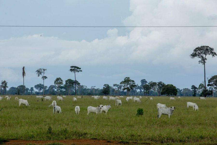 Potencial produtivo da agropecuária rondoniense será um dos destaques na 10ª Rondônia Rural Show