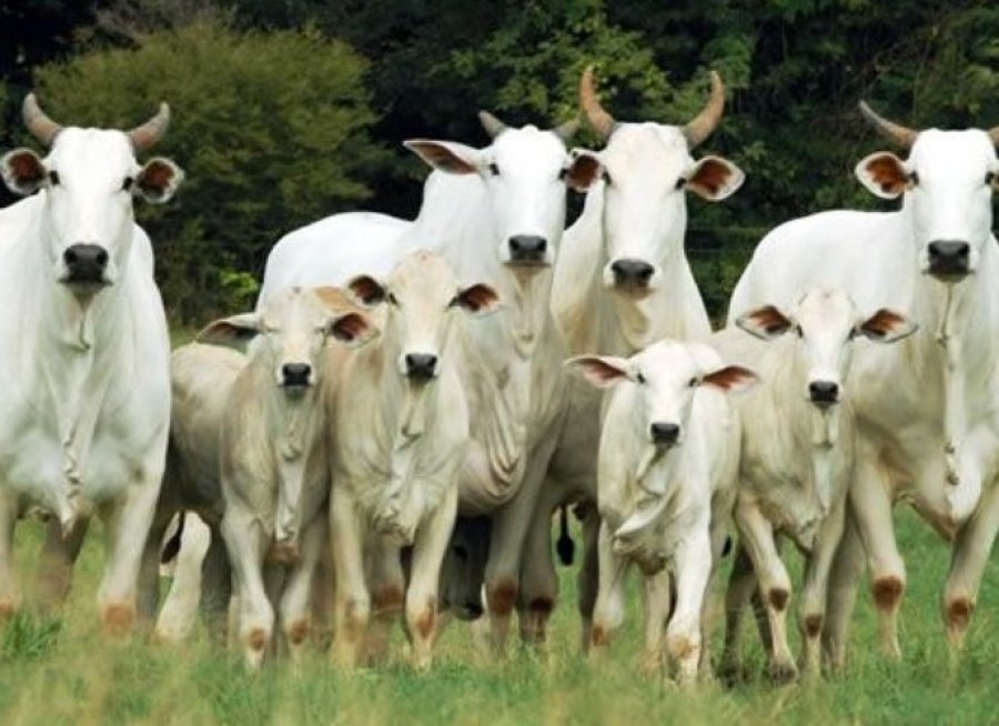 Valor Bruto da Produção Agropecuária de 2019 é estimado em R$ 617 bilhões