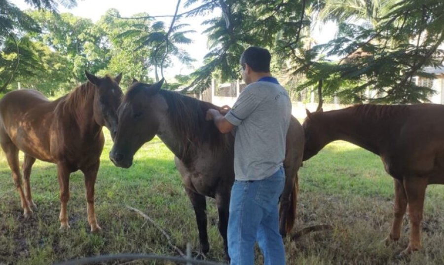 Medidas de controle e prevenção da raiva animal são reforçadas após confirmação de foco em Candeias do Jamari