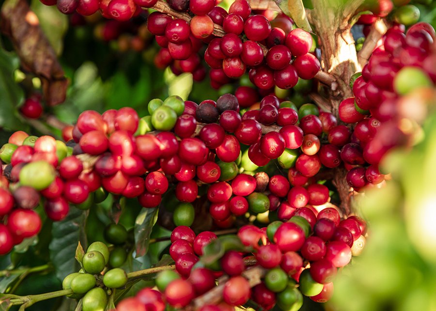 Café segue como o produto com maior número de IGs no Brasil