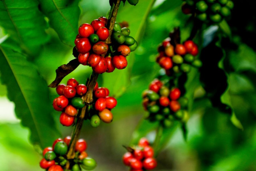 Início da colheita do café em Rondônia acontecerá nesta sexta-feira, em Alta Floresta d’Oeste