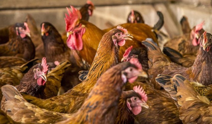 Idaron reforça alerta a produtores rurais para prevenção da gripe aviária em Rondônia