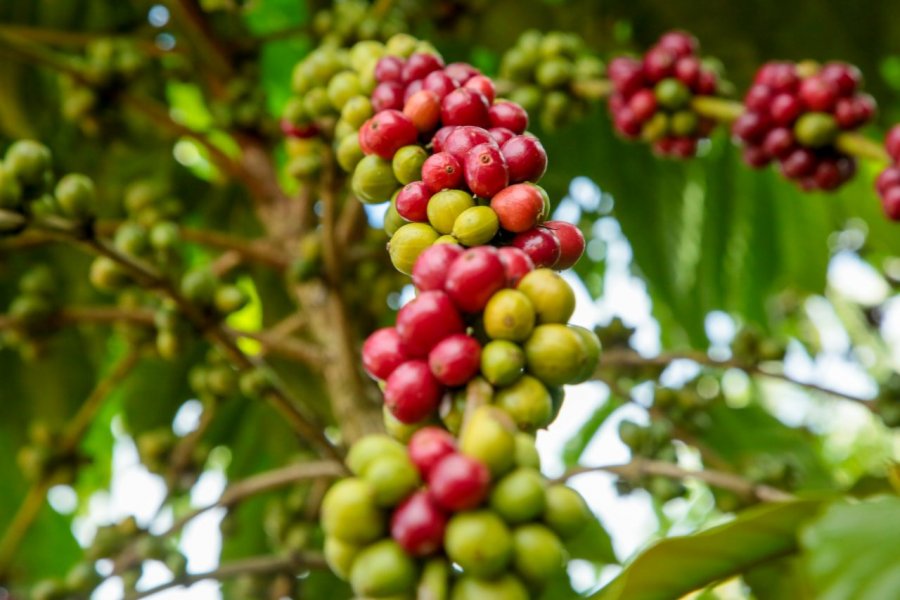 Inscrições abertas para 8° Concurso de Qualidade e Sustentabilidade do Café de Rondônia