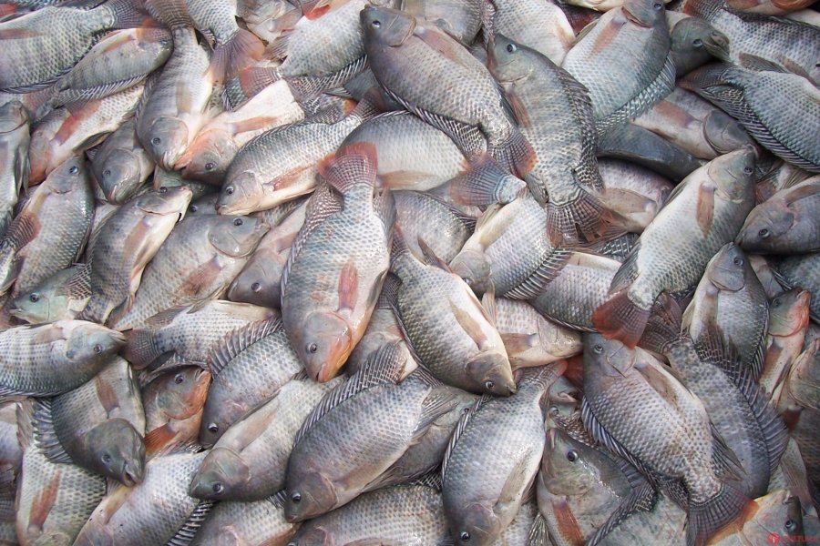 Exportações de peixes de cultivo aumentam 32,8% no 1º trimestre de 2020