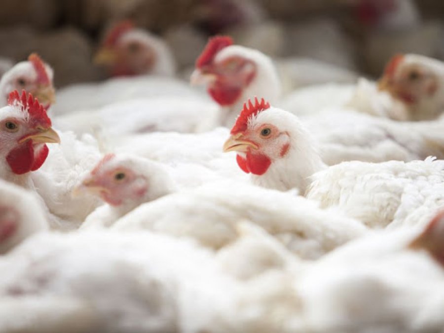 Abate de frangos e suínos segue em alta e alcança níveis recordes