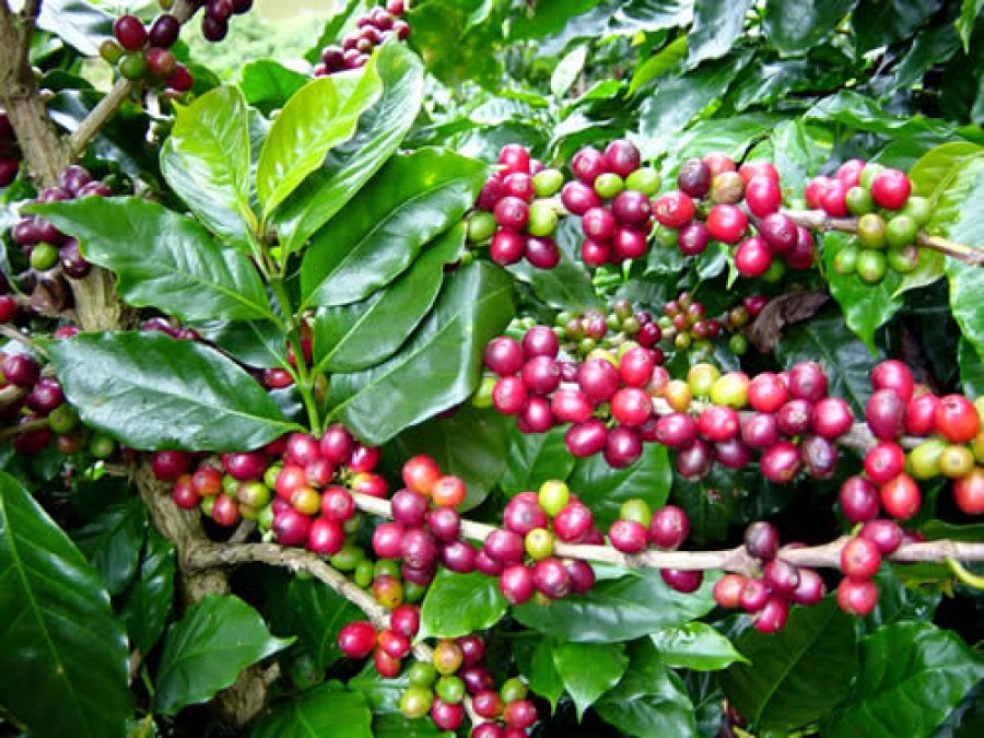 Café: arábica e robusta iniciam outubro em alta