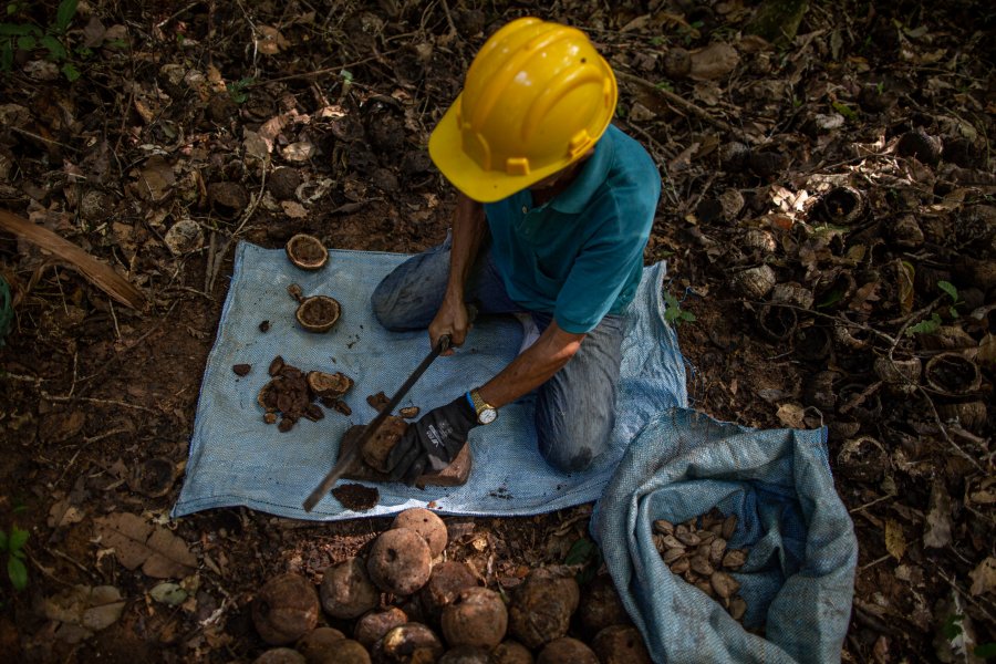 Dia de Campo promove práticas sustentáveis para produção de castanha-da-amazônia