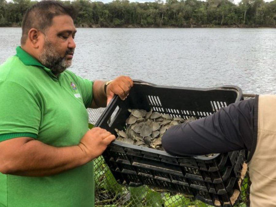 Mais de 100 mil filhotes de tartaruga serão soltos no rio Guaporé, região de Costa Marques neste domingo, 5