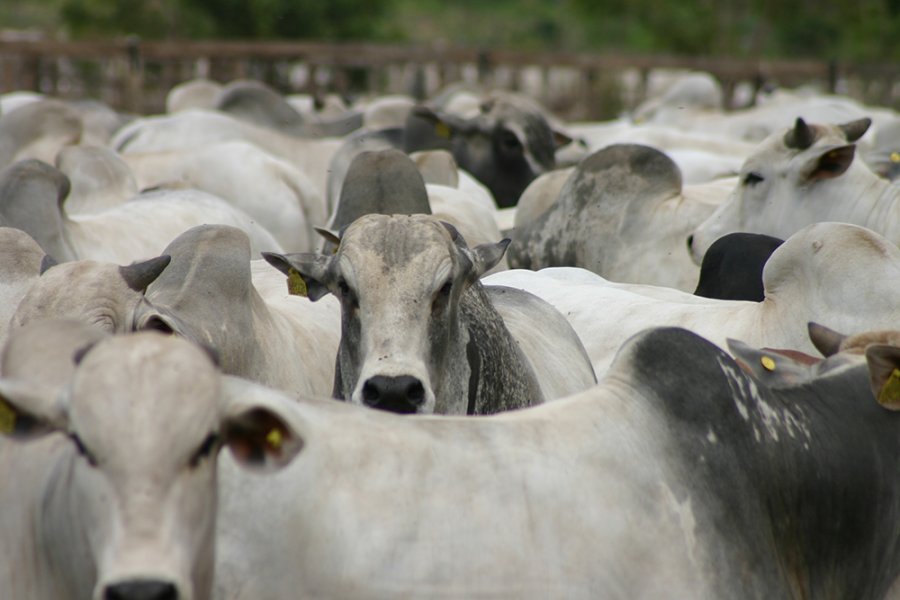 BOI/CEPEA: China segue como maior destino da carne, mas preço pago continua em queda