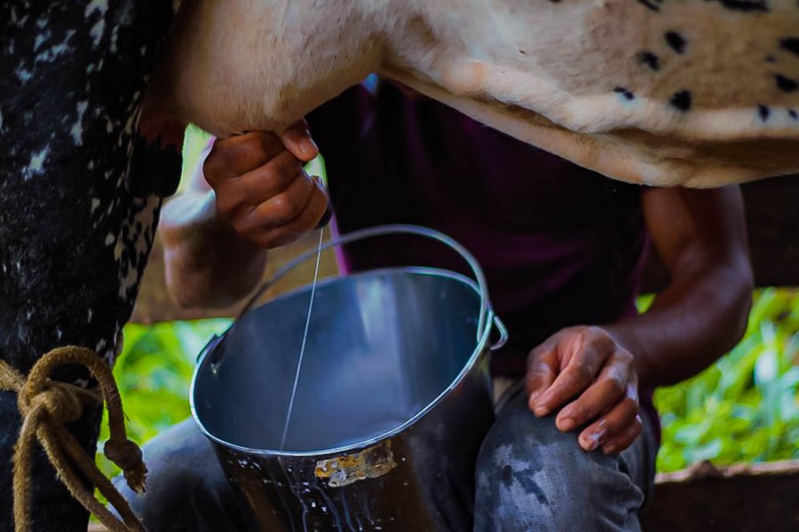 Festa dos Produtores em Nova Dimensão visa fomentar o agronegócio no distrito