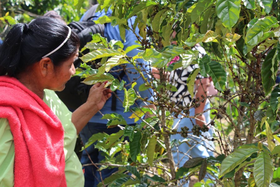 Precursores do Café Robusta Amazônico levam formação para terra indígena Raposa Serra do Sol, em Roraima