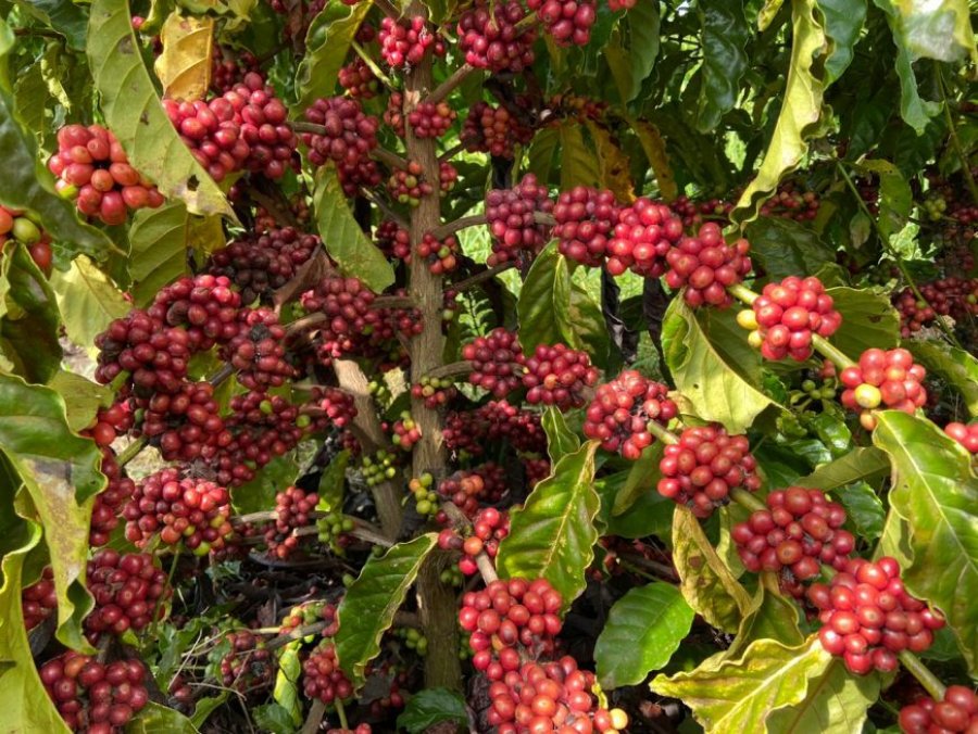 Conab – Produção de café em Rondônia deve atingir 2,94 milhões de sacas na safra 2023