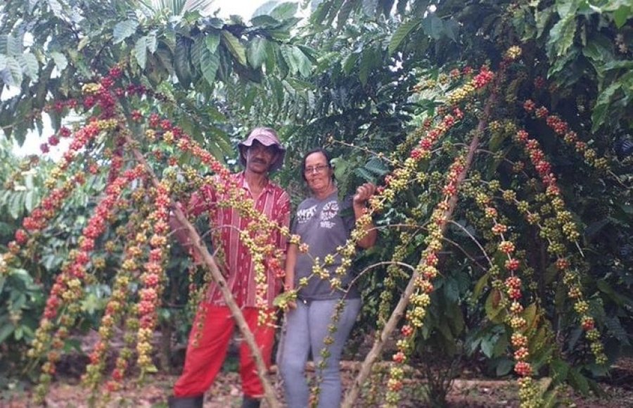 Produtores de Vilhena aprimoram produção de Café Especial em Rondônia