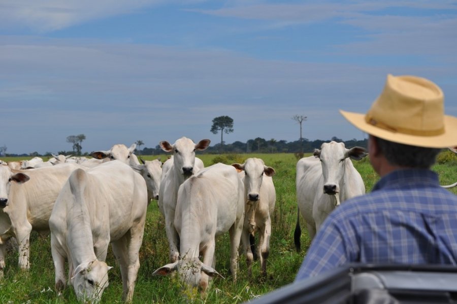 Dia do Pecuarista: apostar em genética é preciso