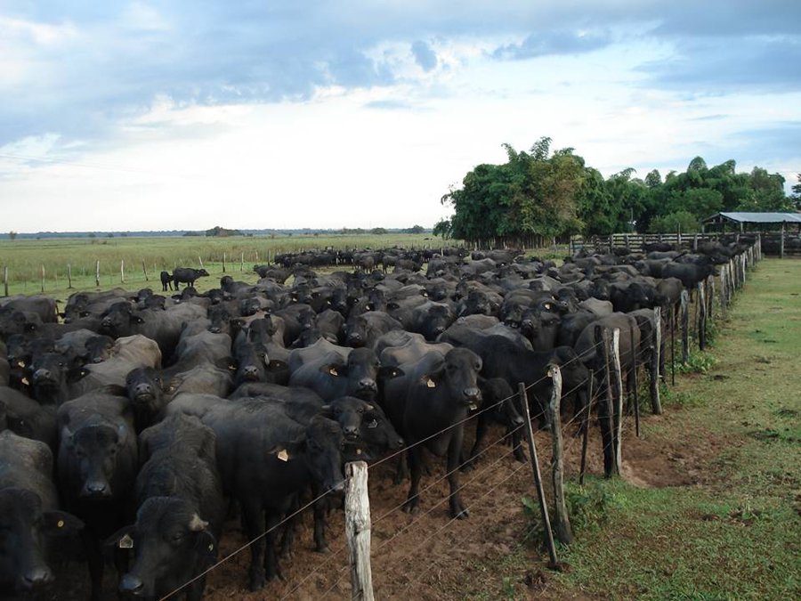 Definido planejamento para abate de búfalos da fazenda Pau D’Óleo em Costa Marques