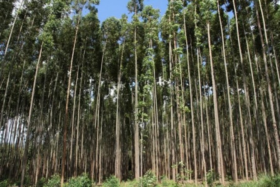 Cadeia produtiva de floresta plantada é tema de encontro em Cacoal