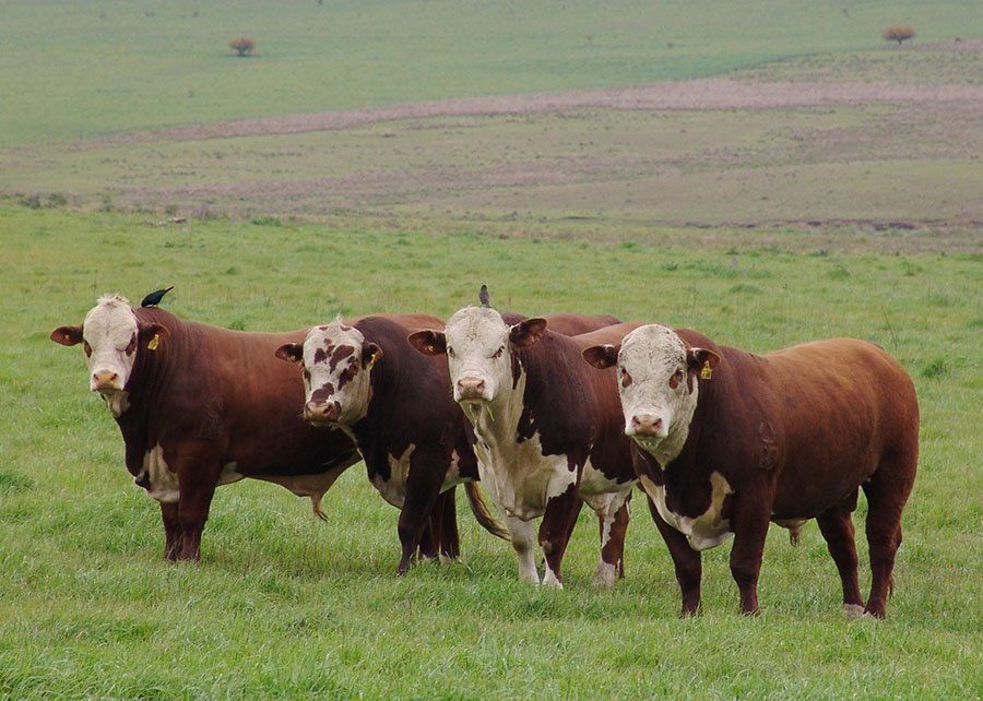Tecnologia é capaz de prever rebanhos bovinos com carne de alta qualidade