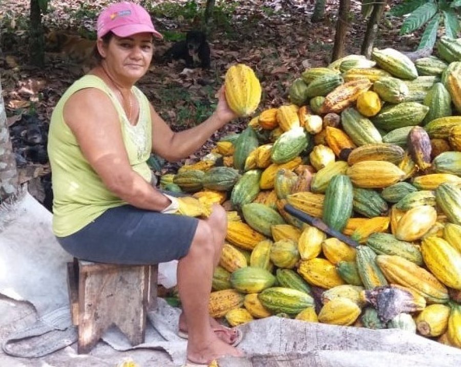 Chocolateiras de Rondônia contribuem para aumento de renda na região amazônica