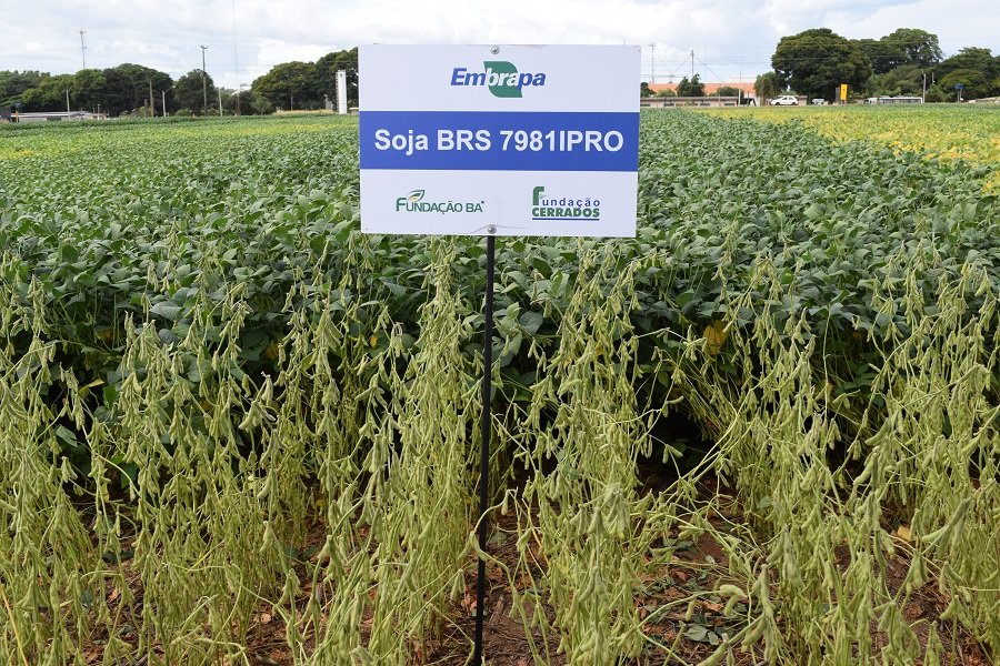 Embrapa Cerrados lança cultivares de soja que resistem a veranico e a nematóide