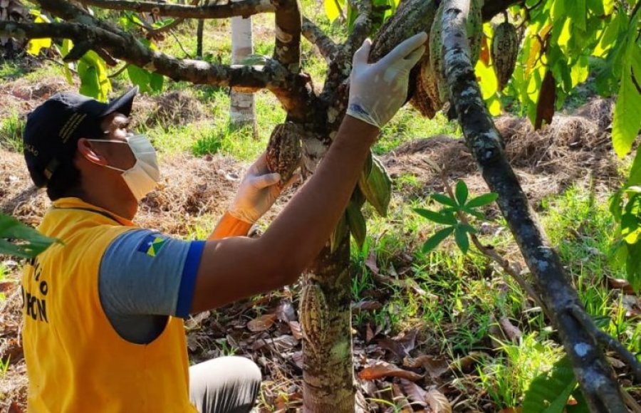 Ações da Idaron em 1,7 mil propriedades asseguram o estado de Rondônia como livre da monilíase do cacaueiro