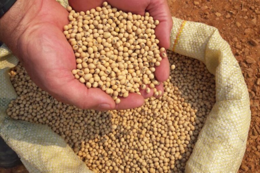 Produção de soja em Rondônia na safra 2023 deve alcançar 1,7 milhão de toneladas segundo Conab
