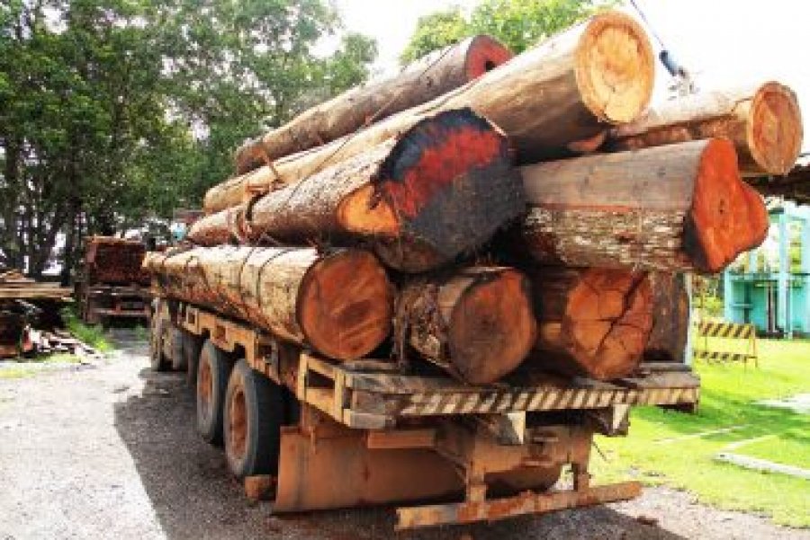 Batalhão Ambiental reforça ações para combater crimes contra o meio ambiente em Rondônia