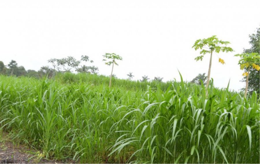 Uso da gramínea forrageira BRS capiaçu viabiliza a produção leiteira em chácaras em Rondônia