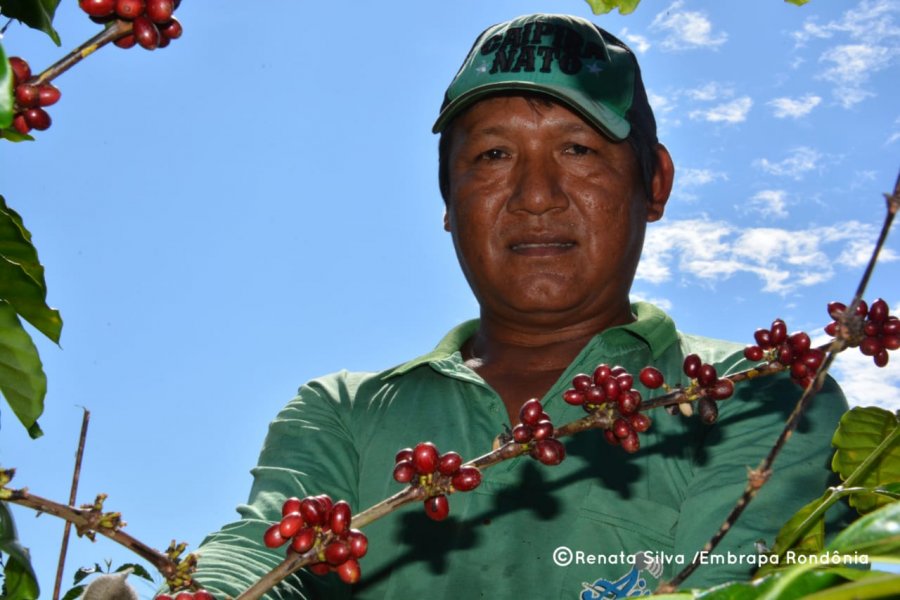 Robusta Amazônico é caso de sucesso na cafeicultura nacional - Portal  Embrapa