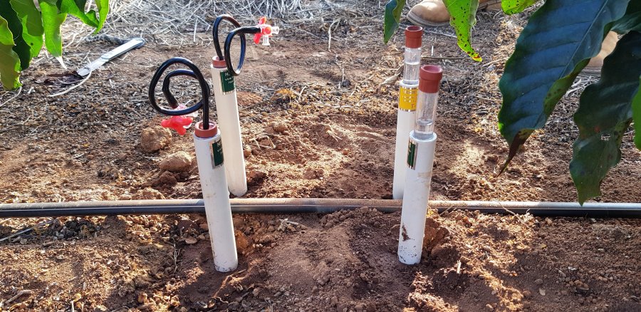 Rondônia mostra avanços na produção de café Conilon, com o uso de sistema inovador na irrigação