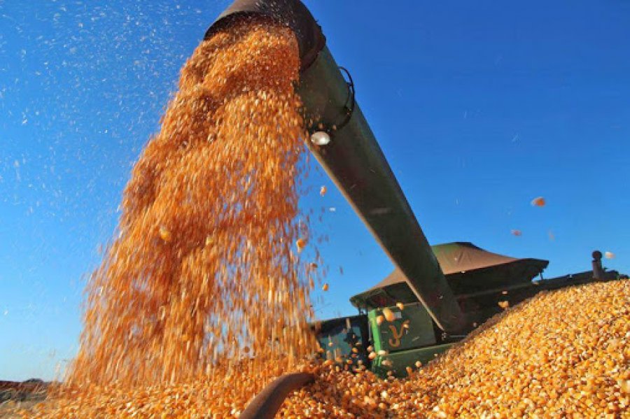 Rondônia avança na produção de milho e colhe 954 mil toneladas na safra 2020