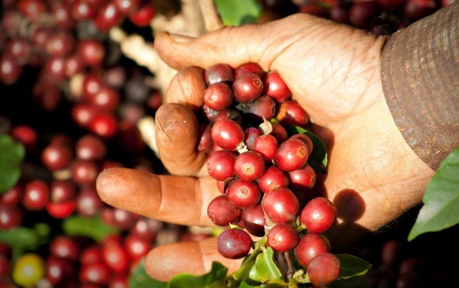 Produção total de café para safra 2021 é estimada entre 43,8 milhões e 49,5 milhões de sacas