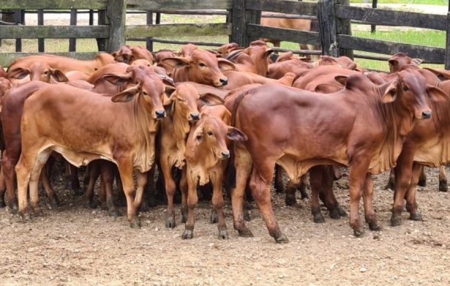 Com grande potencial leiteiro, raça Sindi vem conquistando espaço na pecuária de Rondônia