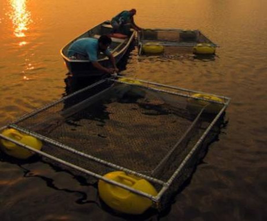 Piscicultura em reservatório tem pouca influência nas emissões de metano