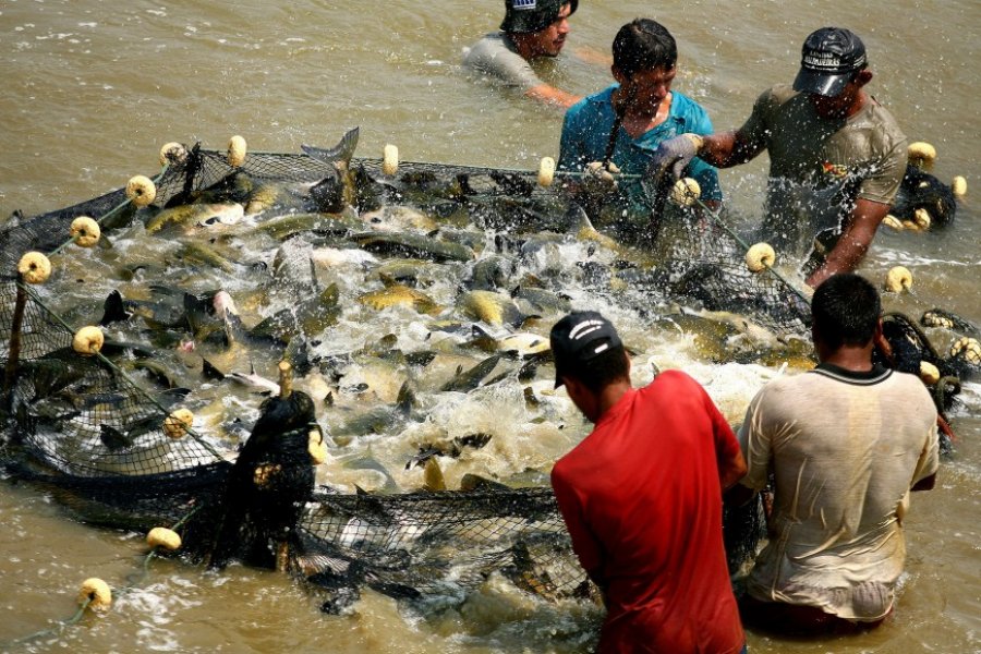 Piscicultura terá laboratórios moveis para garantir sanidade do pescado em Rondônia