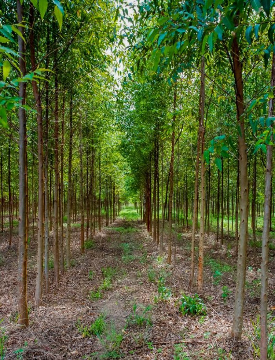 Calendário Florestal de Rondônia define restrições para proteção durante o período de chuvas