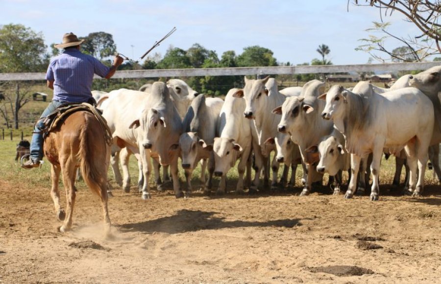 Período de declaração de rebanhos à Idaron inicia na próxima quarta-feira, dia 1º