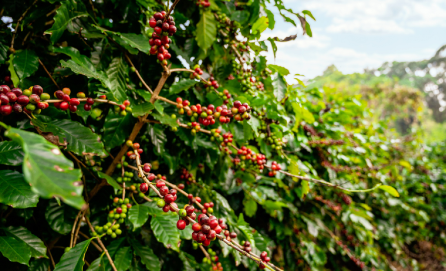 CAFÉ/CEPEA: Chuvas reforçam expectativa de safra 2026/27 recorde