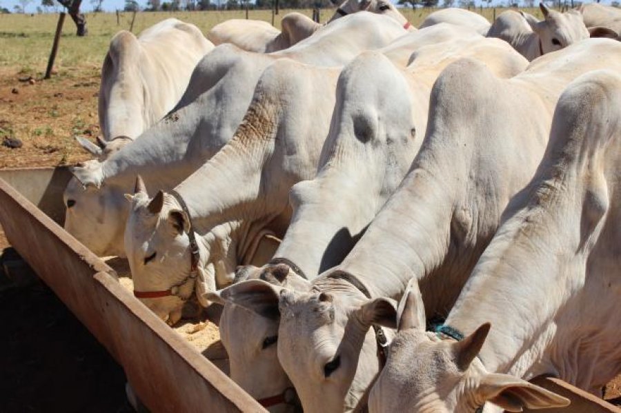 Suplementação de bovinos melhora produtividade no período de seca