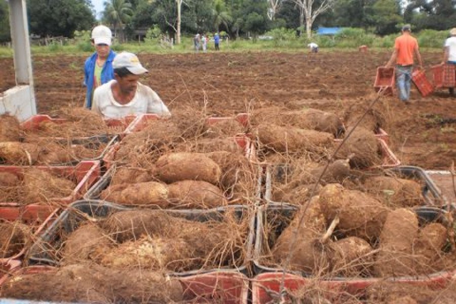 Produtores de inhame em Rondônia encerram colheita e comemoram os bons resultados