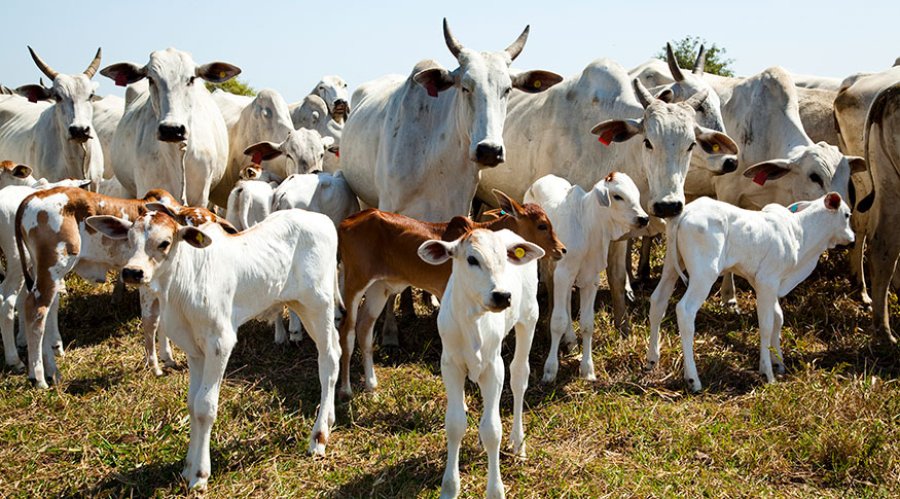 Produção pecuária atinge recordes históricos em 2025