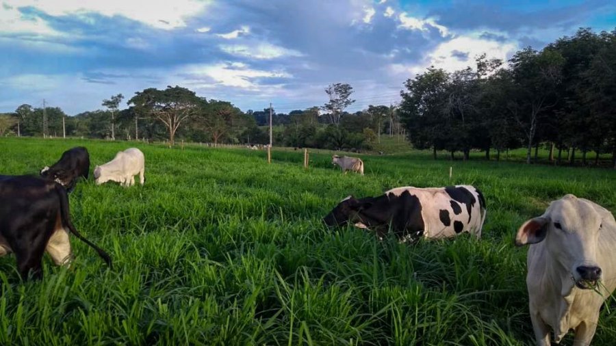 Pecuária: Dia de campo em Ouro Preto D'Oeste apresentará alternativa de forrageira para recuperação de pastagens