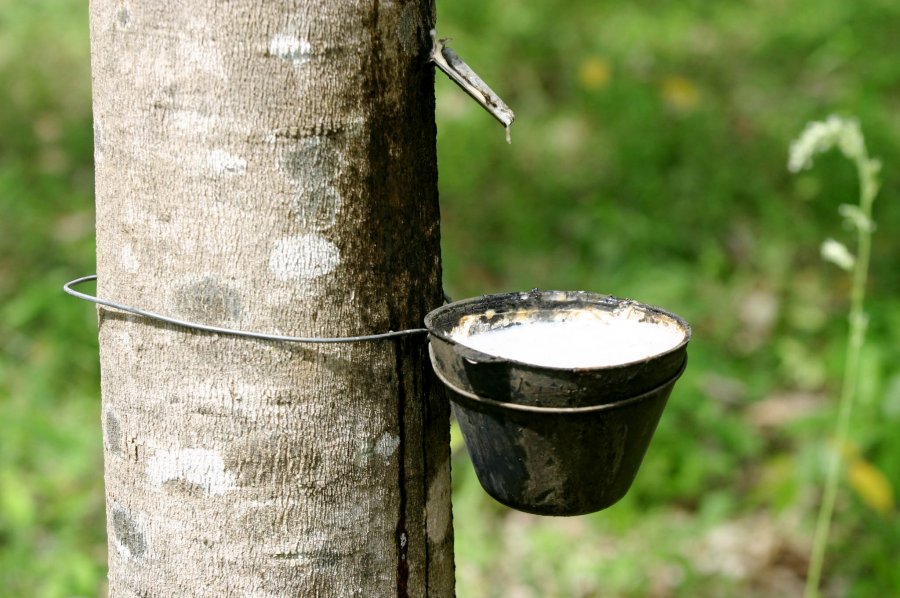 Em Rondônia extrativistas de borracha natural serão vistoriados pela Conab