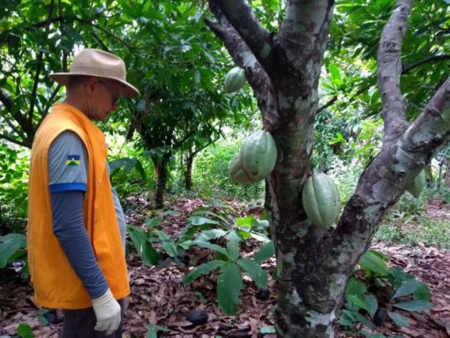 Idaron inspeciona mais de mil propriedades rurais para garantir que Rondônia seja território livre da ‘Monilíase do Cacaueiro’